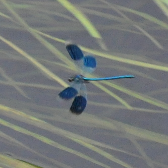 Blaabaandet%20pragtvandnymfe%20%281%29